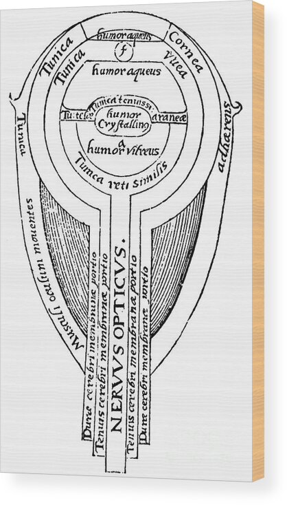 People Wood Print featuring the drawing Anatomy Of The Eye, 1572 by Print Collector