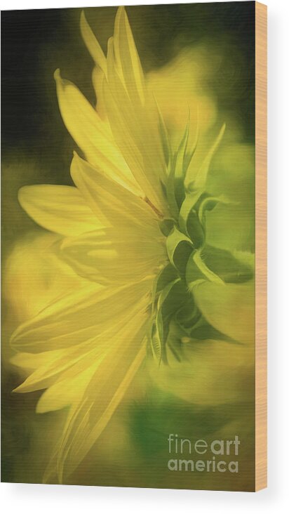 Sunflower Wood Print featuring the mixed media Glowing Sunflower by Mellissa Ray