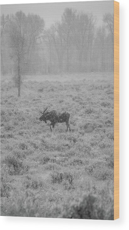 Moose Wood Print featuring the photograph Onset by Kevin Dietrich