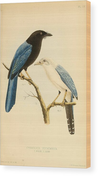 Prints Of Birds Wood Print featuring the mixed media Antique Bird Illustrations #1 by World Art Collective