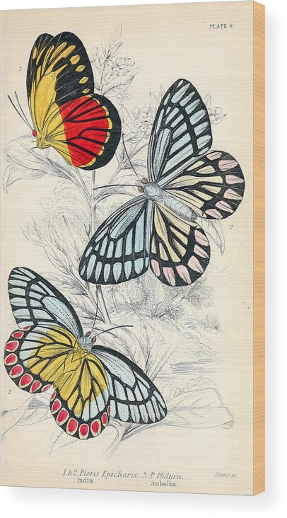Beautiful Butterflies Wood Print featuring the mixed media Butterflies. William Jardine #1 by World Art Collective