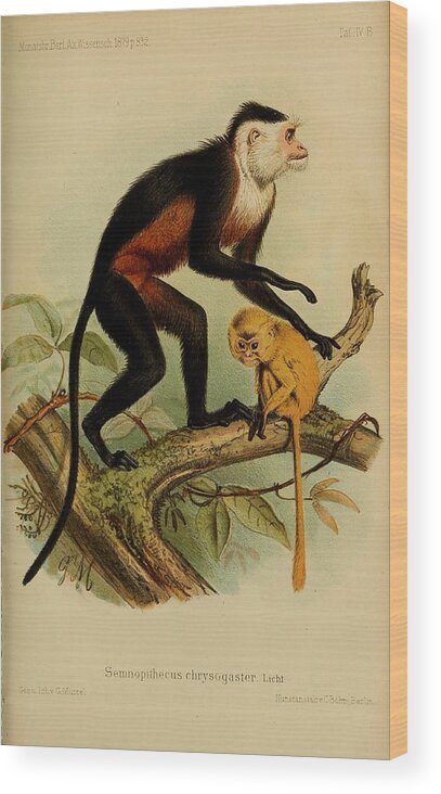 John Wood Print featuring the mixed media Beautiful Antique Monkey by World Art Collective