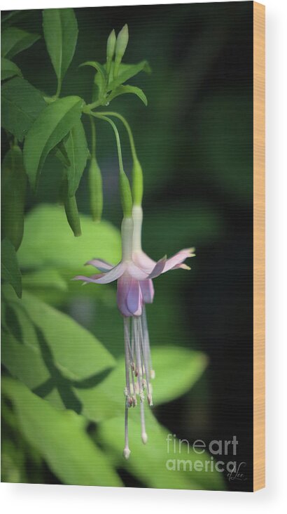 Flower Wood Print featuring the photograph Dancing Hummingbird Fuchsia by D Lee