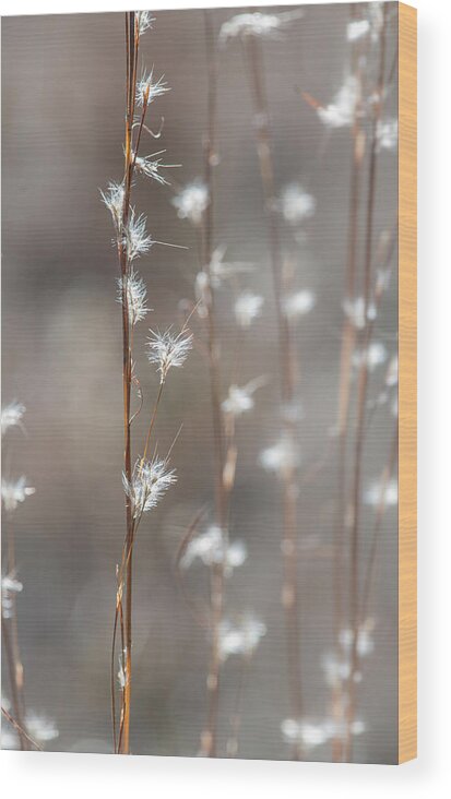 Tall Wood Print featuring the photograph Tall Grass With White Seeds by Phil And Karen Rispin