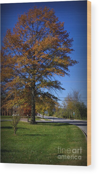 Landscape Wood Print featuring the photograph The Seasons of Life by Frank J Casella