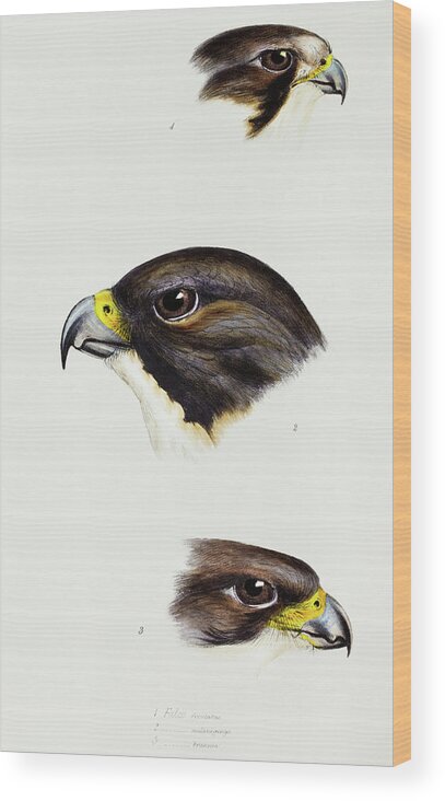 White Fronted Falcon Wood Print featuring the drawing White fronted falcon, Black-cheeked falcon and New Zealand Falcon by John Gould