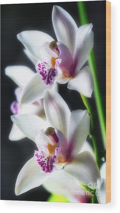 White Wood Print featuring the photograph White orchid by The P