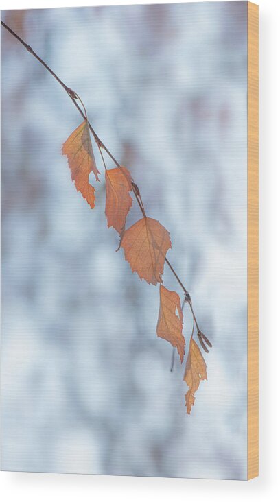 Winter Wood Print featuring the photograph Winter Weeping Birch Leaves by Karen Rispin