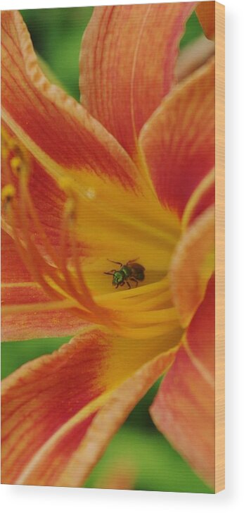 Ant Wood Print featuring the photograph Daylily With a Green Ant by Lori Kingston