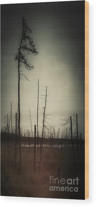 Trees Wood Print featuring the photograph From the Ashes by RicharD Murphy