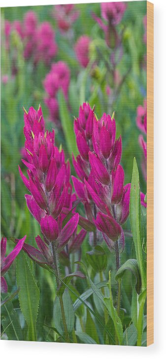 Indian Paintbrush Wood Print featuring the photograph Indian Paintbrush Vertical by Aaron Spong