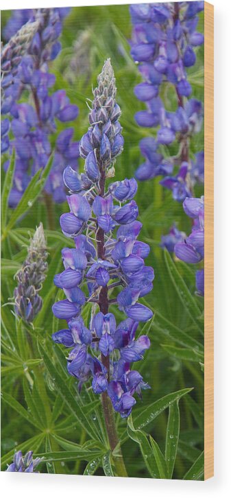 Lupine Wood Print featuring the photograph Lupine Wildflower Vertical by Aaron Spong