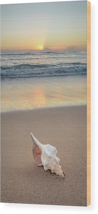 Seashell Wood Print featuring the photograph Beach Drift by Slow Fuse Photography