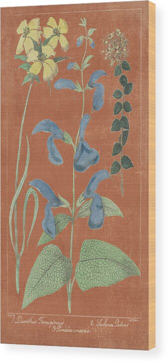 Blue Wood Print featuring the painting Salvia Florals II Spice by Wild Apple Portfolio