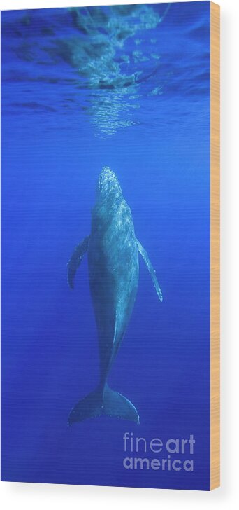Humpback Wood Print featuring the photograph Coming Up by David Olsen
