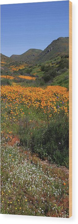Poppies Wood Print featuring the photograph Walker Canyon Poppies by Cliff Wassmann