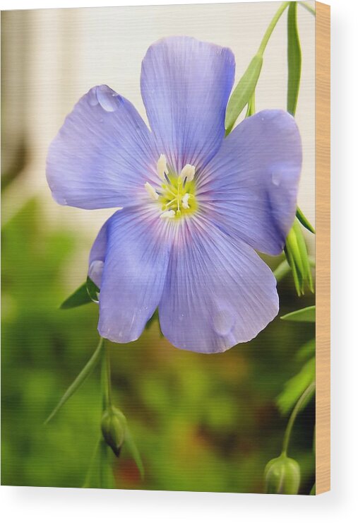 Blue Flax Flower Wood Print featuring the photograph Blue Flax Flower by Cynthia Woods
