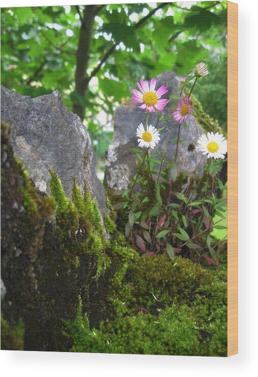 Kandy Hurley Photography Wood Print featuring the photograph Celtic Springtime by Kandy Hurley