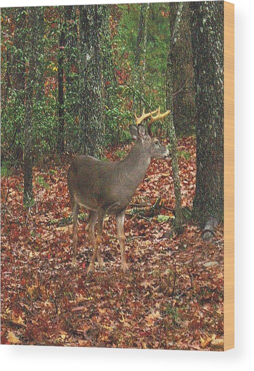 Whitetail Wood Print featuring the photograph Autumn Buck #1 by Joe Duket