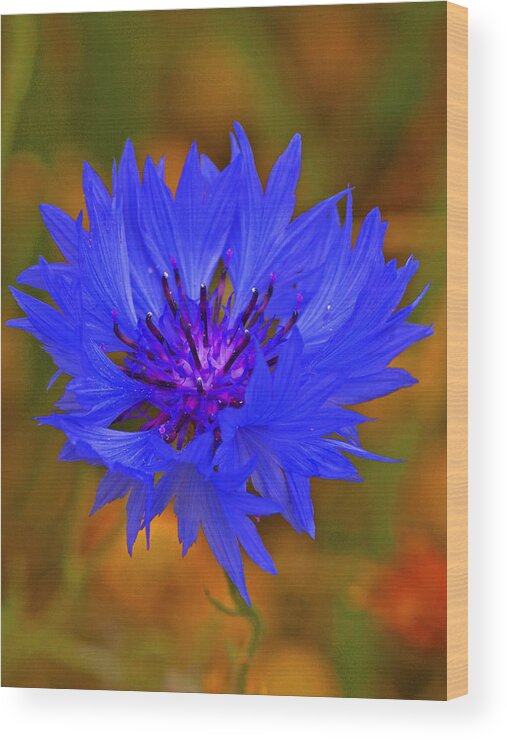 Blue Wood Print featuring the photograph Cornflower #1 by Paul Scoullar