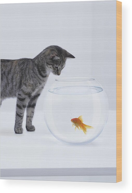 Pets Wood Print featuring the photograph Curious cat watching goldfish in fishbowl #1 by Adam Gault