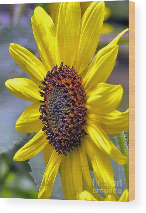 Sunflowers Wood Print featuring the photograph Looking Westward by Janice Drew