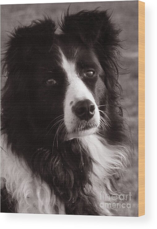 Border Collie Wood Print featuring the photograph Maggie by Marietjie Du Toit