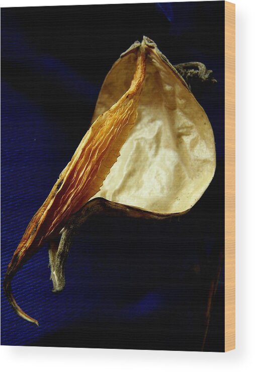 Milkweed Wood Print featuring the photograph Milkweed Pod #1 by Kathleen Luther