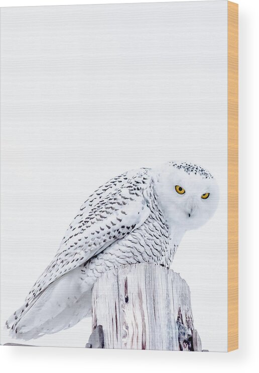 Snowy Wood Print featuring the photograph Piercing Eyes by Cheryl Baxter