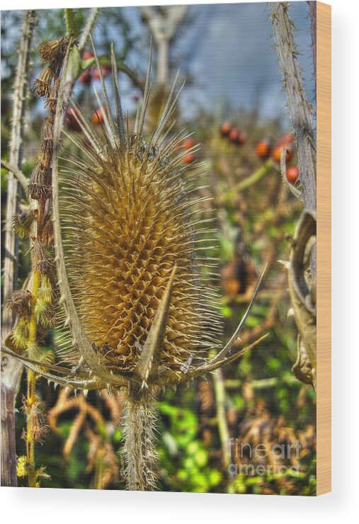 Prickly Thistle Wood Print featuring the photograph Thistle On Sunny Autumn Day by Nina Ficur Feenan