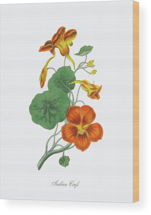White Background Wood Print featuring the digital art Victorian Botanical Illustration Of #1 by Bauhaus1000