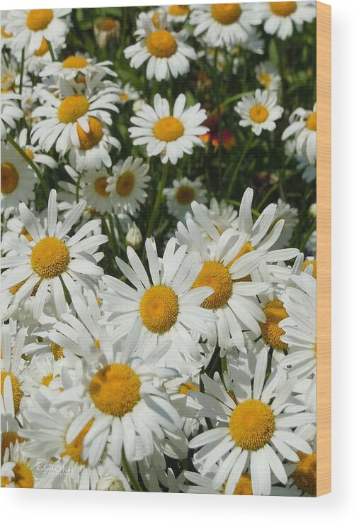 Daisies Wood Print featuring the photograph Wild White Daisies #1 by Robert ONeil