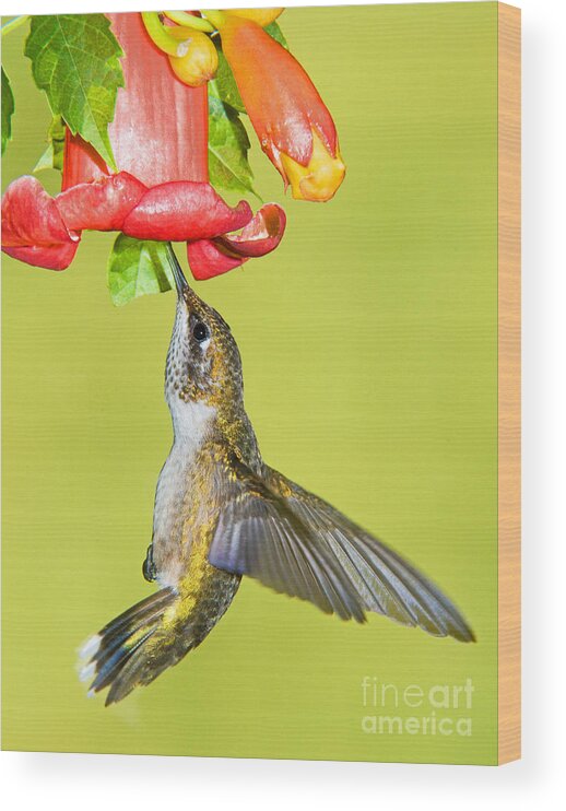 Nature Wood Print featuring the photograph Ruby Throated Hummingbird #14 by Millard H. Sharp