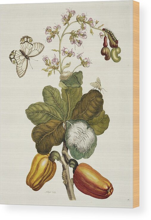 Cashew Wood Print featuring the photograph Insects Of Surinam #17 by Natural History Museum, London/science Photo Library