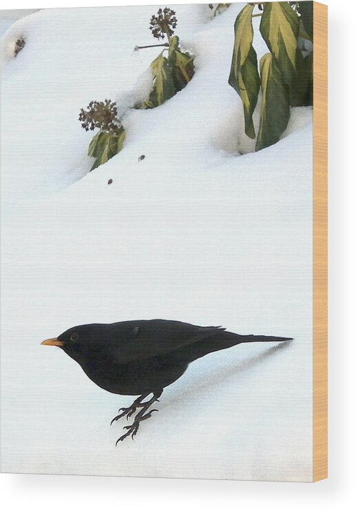 Blackbird In Winter Garden Wood Print featuring the painting Blackbird in winter garden by Alan Kenny