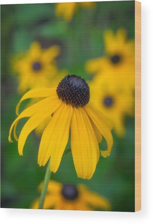 Blackeyed Susan Wood Print featuring the photograph Blackeyed Susan #2 by David Kay