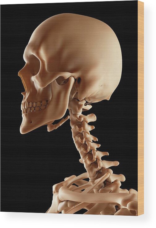 Human Skull and Bones available as Framed Prints, Photos, Wall Art