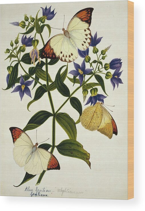 Gentiana Wood Print featuring the photograph Indian Butterflies And Flowers #2 by Natural History Museum, London/science Photo Library