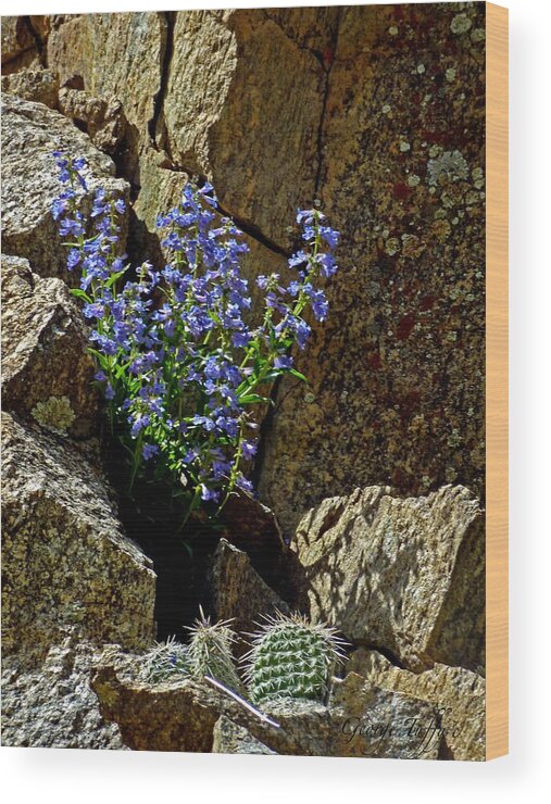 Wildflower Photography Wood Print featuring the photograph Persistence #1 by George Tuffy