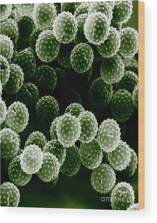 Allergen Wood Print featuring the photograph Ragweed Pollen Sem by David M. Phillips / The Population Council