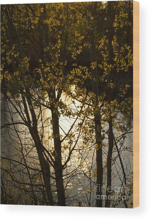 Michigan Wood Print featuring the photograph Setting Sun 5 by Tara Lynn