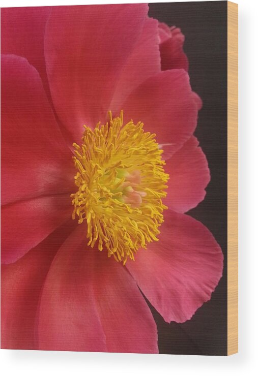 Peony Wood Print featuring the photograph 2nd Peony by Heather L Wright