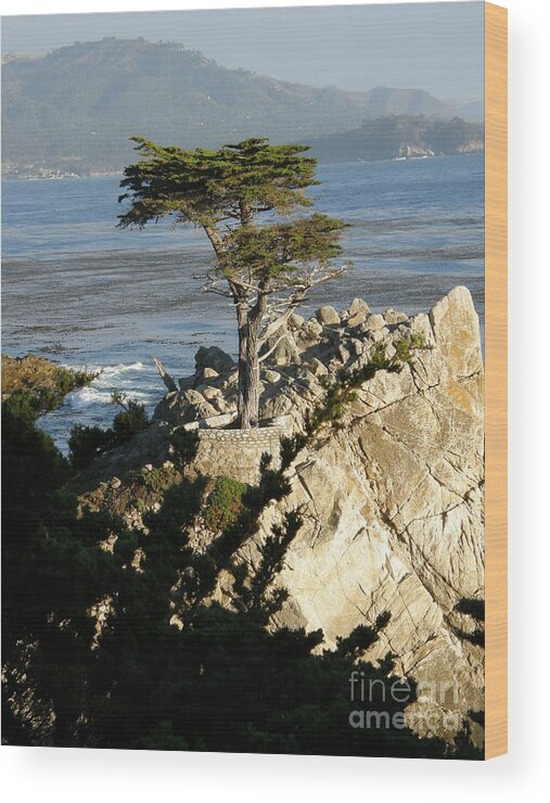 Lone Cypress Wood Print featuring the photograph Lone Cypress #3 by Bev Conover