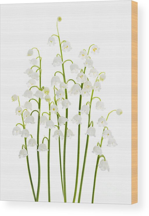 Flower Wood Print featuring the photograph Lily-of-the-valley flowers arrangement by Elena Elisseeva