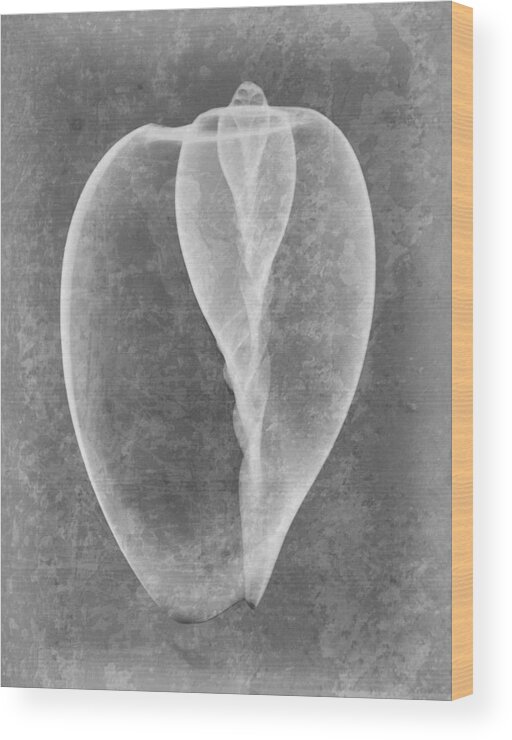 X-ray Art Wood Print featuring the photograph Sea Shell X-ray Art #5 by Roy Livingston