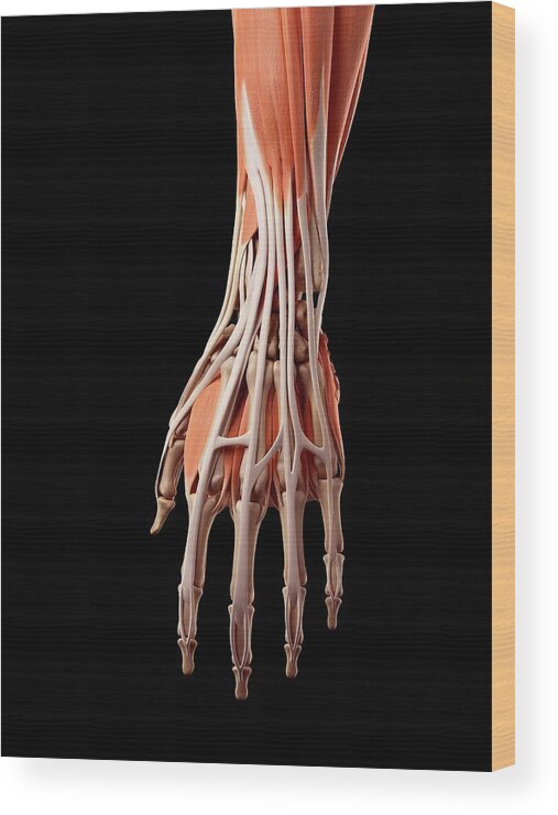 Human Hand Muscles #6 Wood Print