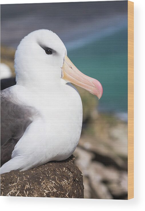 Albatross Wood Print featuring the photograph Black-browed Albatross (thalassarche #8 by Martin Zwick
