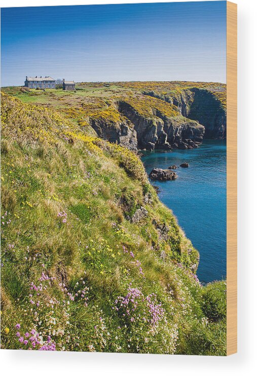 Armeria Maritima Wood Print featuring the photograph St Non's Bay Pembrokeshire #8 by Mark Llewellyn