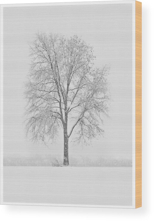 Wood Print featuring the photograph A Blizzard Moment by Nancy Edwards