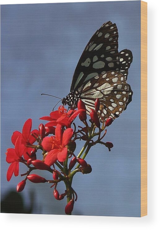Insect Wood Print featuring the photograph A Butterfly's World by Bruce Bley